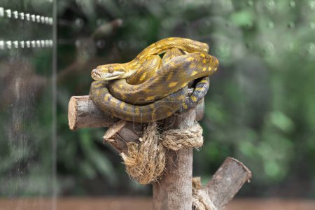 Photo for Close-up of Amethystine python curled up on a log. A yellow python is coiling up. - Royalty Free Image