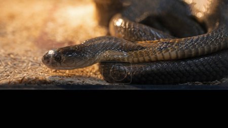 Foto de Primer plano de una cobra enrollada en el suelo. La cobra es una serpiente venenosa. - Imagen libre de derechos