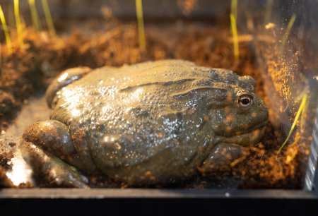 Foto de Primer plano de una rana toro africana acostada en el suelo. También era conocida como la rana toro gigante o la rana excavadora sudafricana.. - Imagen libre de derechos