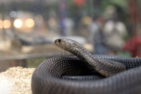Foto de Primer plano de una cobra enrollada en el suelo. La cobra es una serpiente venenosa. - Imagen libre de derechos