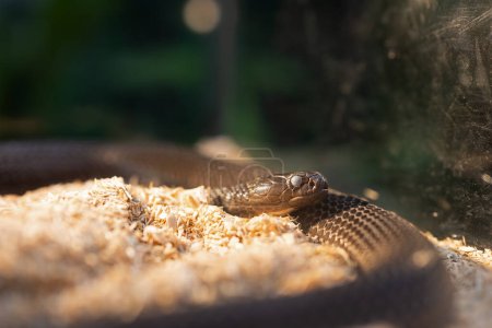 Photo for Close-up of a Indochinese spitting cobra entering the molting stage. The snake's eyes were cloudy because it was entering the molting stage. - Royalty Free Image