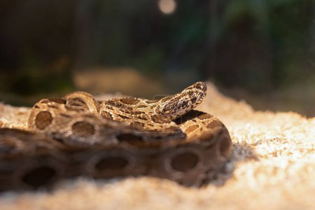Foto de Primer plano de la víbora de un Russell siamés enrollada en el suelo. Es una serpiente con veneno muy fuerte. - Imagen libre de derechos