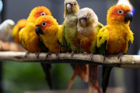 Téléchargez les photos : Des perroquets colorés regardant la caméra. Gros plan d'un groupe de perruches à joues vertes perchées sur une branche. - en image libre de droit