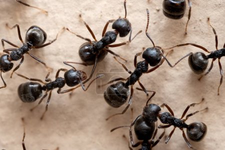 Macro photography of group of black ants on the wall.