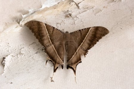 Foto de Primer plano de la polilla de cola de golondrina tropical en la pared. También se llama Lyssa zampa o Laos mariposa marrón. - Imagen libre de derechos