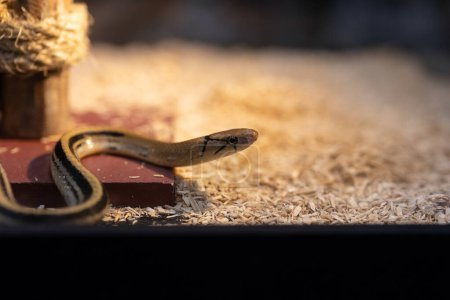 Foto de Primer plano de una serpiente de ratones radiada en el suelo. Es una serpiente no venenosa.. - Imagen libre de derechos