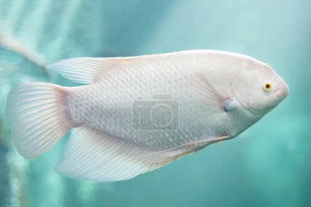 Photo for Close-up of Albino Giant Gourami floating under the water. Side view of White Giant Gourami. - Royalty Free Image