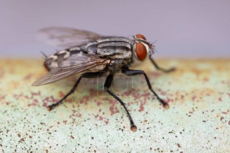 Téléchargez les photos : Macro photographie de mouche de maison sur le sol. Gros plan de la mouche de la maison sur le sol vert. - en image libre de droit