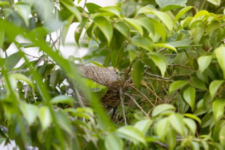 Foto de Close-up Zebra Dove estaba incubando huevos en el nido. Una paloma de cebra estaba en el nido. - Imagen libre de derechos