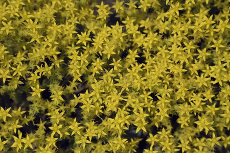 Hintergrund mit kleinen gelben Blüten. Blütezeit