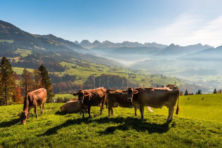 Foto de Vacas en un prado en los Alpes suizos, vista a la Churfirsten, Toggenburg, Canton St. Gallen, Suiza - Imagen libre de derechos