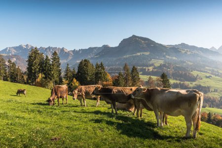 Foto de Brown cows grazing on a meadow in the Swiss alps, view of the Alpstein mountains with Saentis summit, Ennetbuehl, Toggenburg region, Canton Sankt Gallen, Switzerland - Imagen libre de derechos