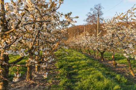 Téléchargez les photos : Verger de cerisiers en fleurs (Prunus avium) en lumière du soir, Herdern, canton de Thurgovie, Suisse - en image libre de droit