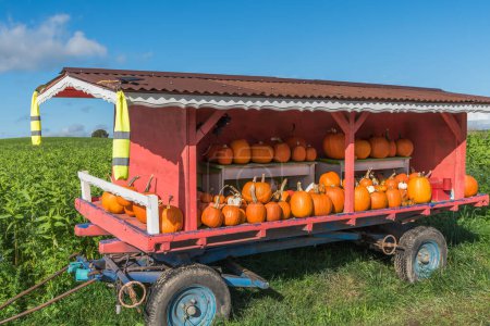 Wagon with various squashes for sale, Canton Zurich, Switzerland