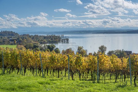 Téléchargez les photos : Vue d'automne sur le lac de Constance avec vignobles au premier plan, Uhldingen-Muehlhofen, district du lac de Constance, Haute-Souabe, Bade-Wurtemberg, Allemagne - en image libre de droit