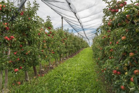 Apple orchard at Lake Constance with ripe, red apples protected with anti-hail net, Hagnau am Bodensee, Lake Constance district, Baden-Wuerttemberg, Germany