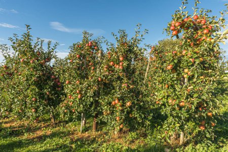 Apple trees with ripe, red apples ready for harvesting, Hagnau am Bodensee, Lake Constance district, Baden-Wuerttemberg, Germany