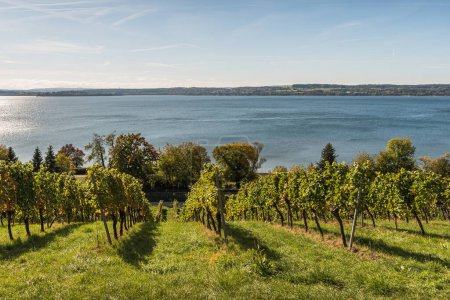 Téléchargez les photos : Vignoble avec vue sur le lac de Constance, Uhldingen-Muehlhofen, Haute-Souabe, Bade-Wurtemberg, Allemagne - en image libre de droit