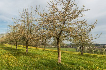 Frühlingslandschaft im Schweizer Kanton Thurgau mit blühenden Apfelbäumen und Löwenzahnwiese, Schweiz