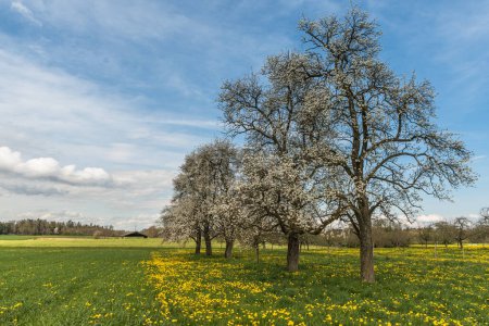 Frühlingslandschaft im Schweizer Kanton Thurgau mit blühenden Obstbäumen und Löwenzahnwiese, Schweiz