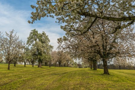 Flowering cherry trees on orchard meadow, Roggwil, Canton Thurgau, Switzerland
