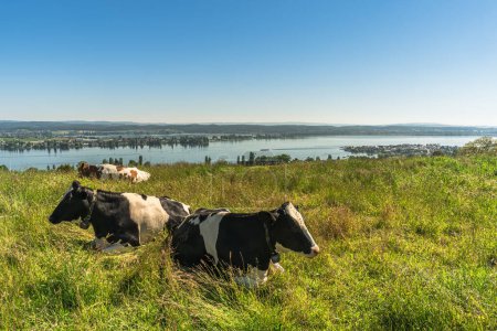 Vista al lago Constanza y la isla de Reichenau, vacas pastando en un prado en primer plano, Salenstein, Cantón de Thurgau, Suiza