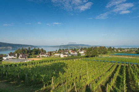 Vineyard on Reichenau Island, panoramic view over the island to Lake Constance, Baden-Wuerttemberg, Germany