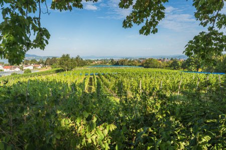 Vineyard on Reichenau Island, panoramic view over the island, Lake Constance, Baden-Wuerttemberg, Germany