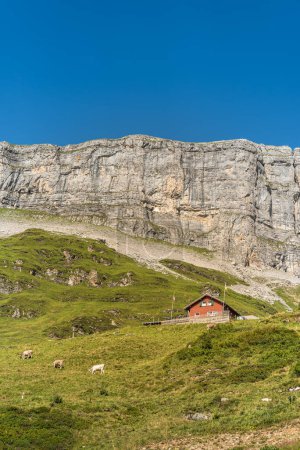 Lonely farmhouse and grazing cows in front of steep rocks on Klausen Pass, Unterschaechen, Canton Uri, Switzerland