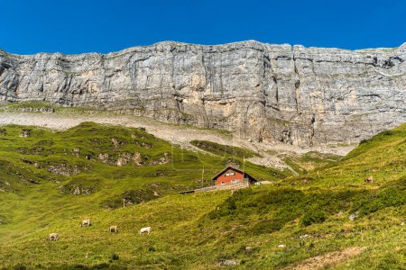 Foto de Granja solitaria y vacas pastando frente a rocas escarpadas en el paso de Klausen, Unterschaechen, Canton Uri, Suiza - Imagen libre de derechos