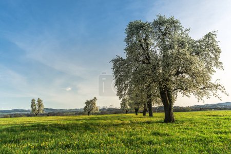 Flowering pear trees (Pyrus) on a dandelion meadow, on the horizon of the Saentis, Arbon, Canton of Thurgau, Switzerland