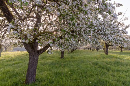 Blühende Apfelbäume auf einer Streuobstwiese, Egnach, Kanton Thurgau, Schweiz