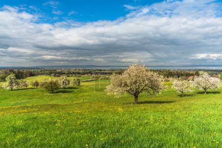 View over a spring meadow with blossoming pear trees to Lake Constance, Canton of Thurgau, Switzerland