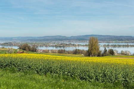 Paisaje de primavera en el lago Constanza, campo de canola en flor con vista a la isla de Reichenau, Ermatingen, Cantón de Thurgau, Suiza