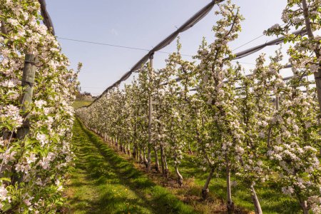 Flowering apple orchard, Wasserburg am Bodensee, Bavaria, Germany