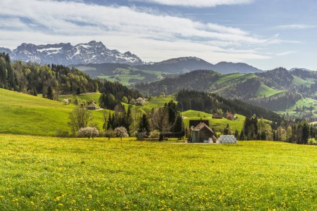 Landschaft in den Appenzeller Alpen im Frühling, Blick über eine Löwenzahnwiese auf die Alpsteinberge mit Saentis, Appenzellerland, Kanton Appenzell Innerrhoden, Schweiz
