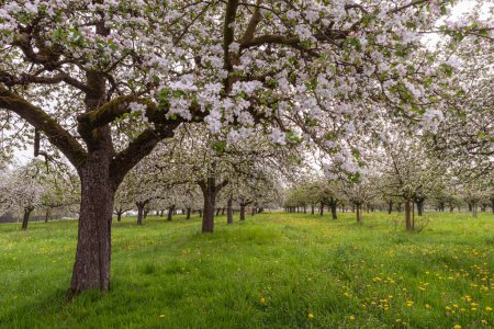 Blühende Apfelbäume auf einer Streuobstwiese, Egnach, Kanton Thurgau, Schweiz