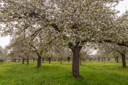 Téléchargez les photos : Floraison de pommiers dans un verger, Egnach, canton de Thurgovie, Suisse - en image libre de droit