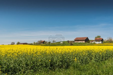 Rural landscape in canton of Thurgau with flowering rapeseed field and farms, Switzerland