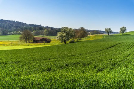 Paisaje rural en el cantón de Thurgau con campos, árboles con flores y casa rural, Klingenzell, Suiza