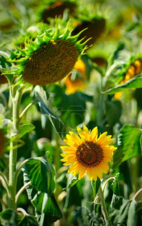 Photo for Sun flowers close up shot - Royalty Free Image