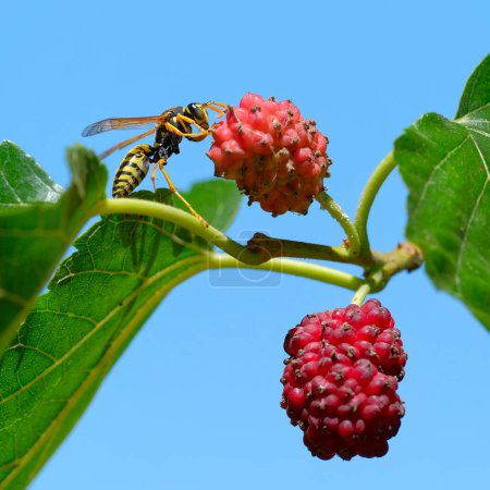 Photo for A bee enjoying berry on the branch - Royalty Free Image