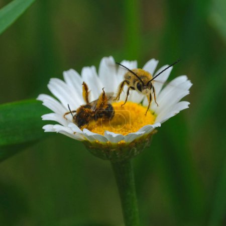 Photo for Two bees fighting and one of them flees away - Royalty Free Image