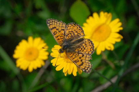 Photo for An old butterfly resting on yellow daisy flowers - Royalty Free Image