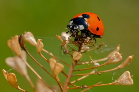 Photo for Ladybug resting on top of a bush branch - Royalty Free Image