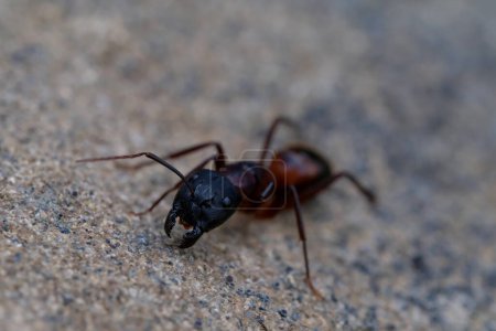 Photo for Ant with broken antenna and leg - Royalty Free Image