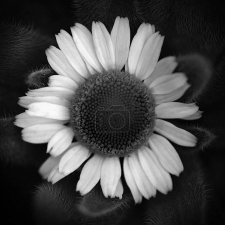Photo for Black and white chamomile flower over a spiky background - Royalty Free Image