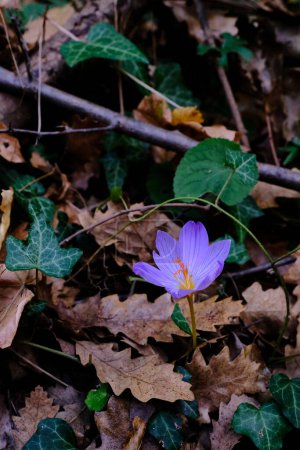 Photo for Crocus flower in beside the leaves - Royalty Free Image