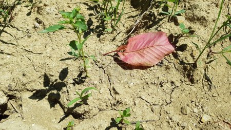 Photo for Dried leaf next to fresh leaves on the ground - Royalty Free Image