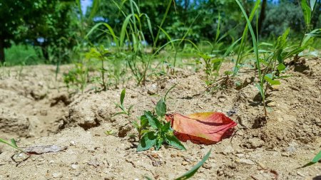Photo for View from the ground with a dry leaf on focus and the background is blurred - Royalty Free Image